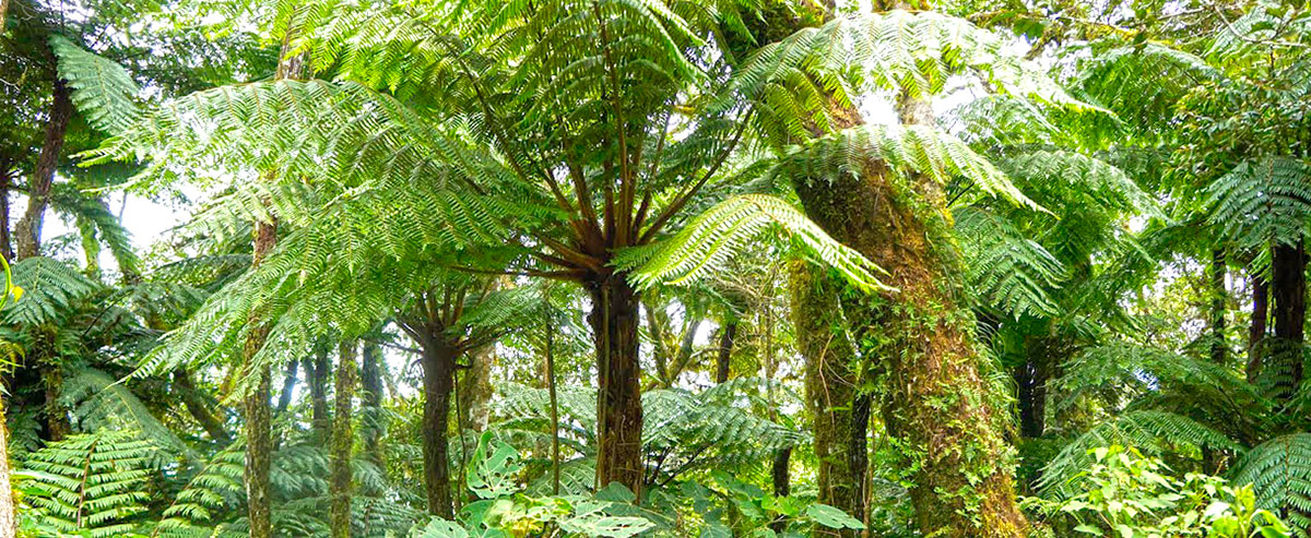 Parque Amboró