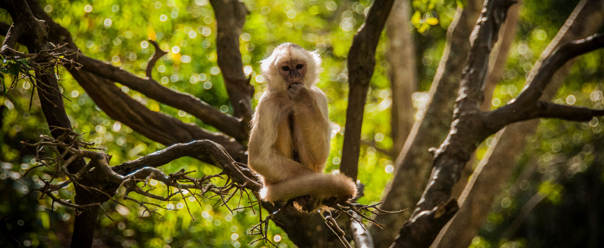 Cotapata National Park