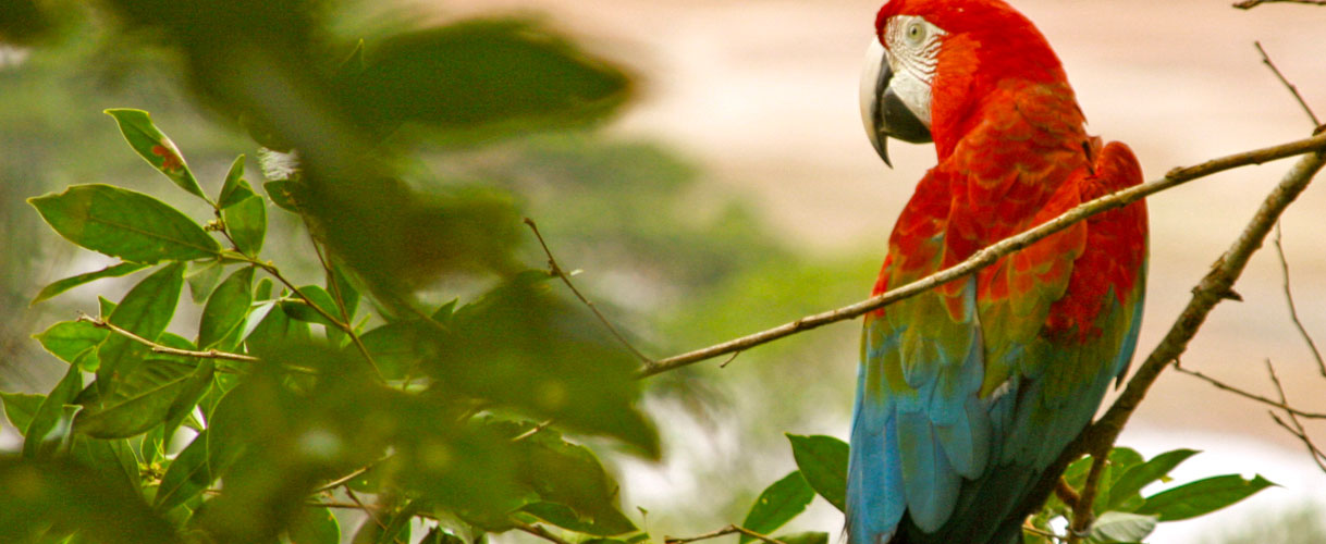 Aventura en la selva amazónica