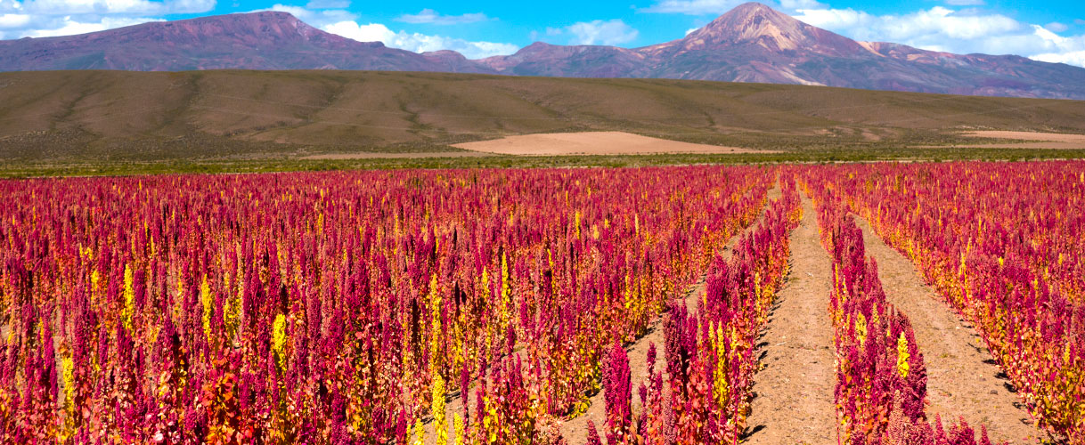 Del Altiplano a la Amazonía Boliviana