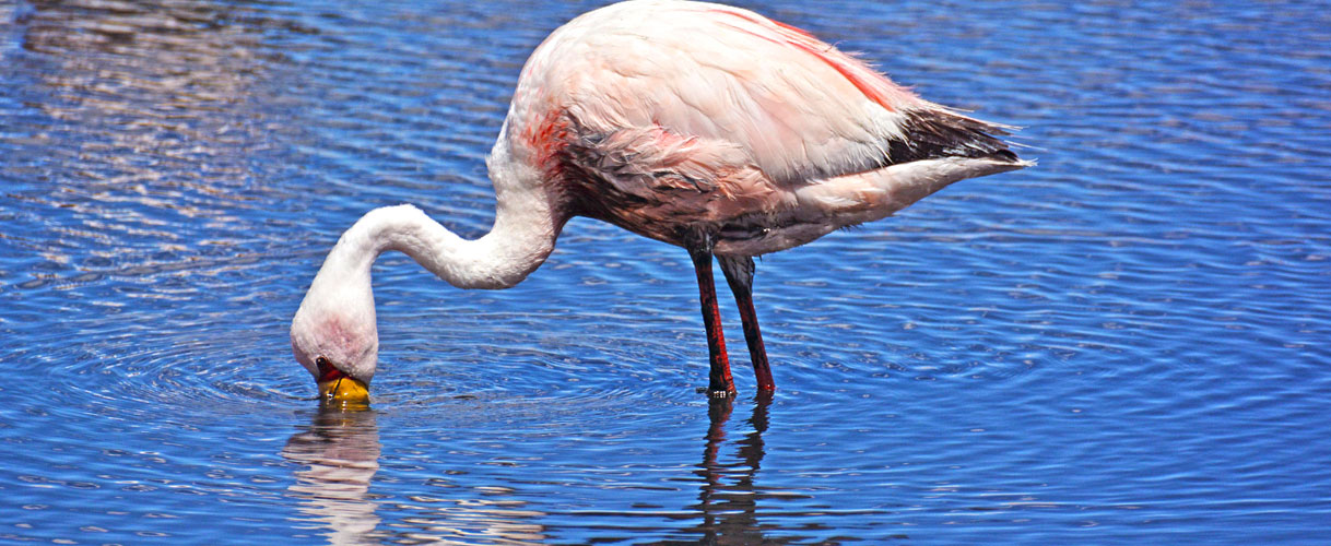 Bolivia Trip: Salar de Uyuni Shared Tour with comfortable hotels