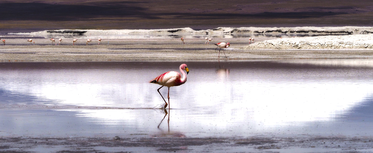 Eduardo Avaroa Andean Fauna National Reserve